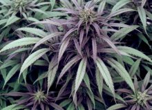 Grow marijuana nhled
